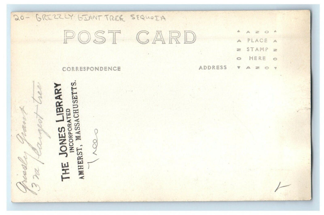 c1910's Grizzly Giant Tree Seqouia Massachusetts MA RPPC Photo Postcard