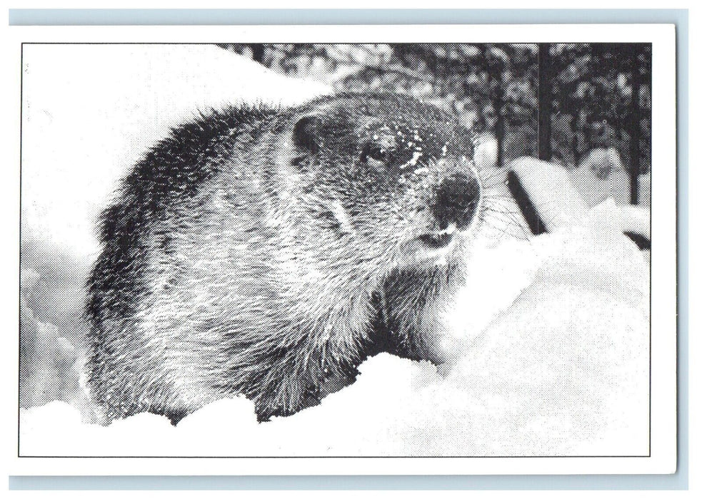 Greetings From Punxsutawney Pennsylvania PA Groundhog Vintage Postcard