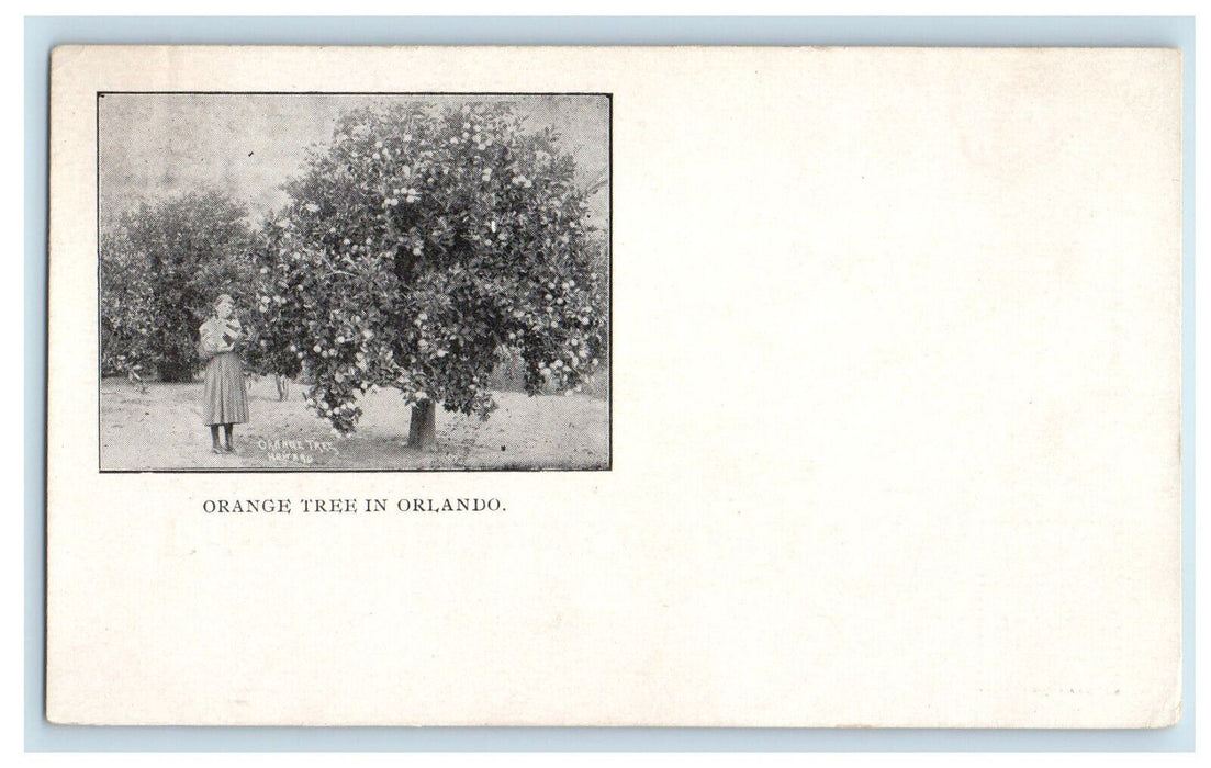 c1900s Orange Tree in Orlando Florida FL Antique Posted PMC Postcard