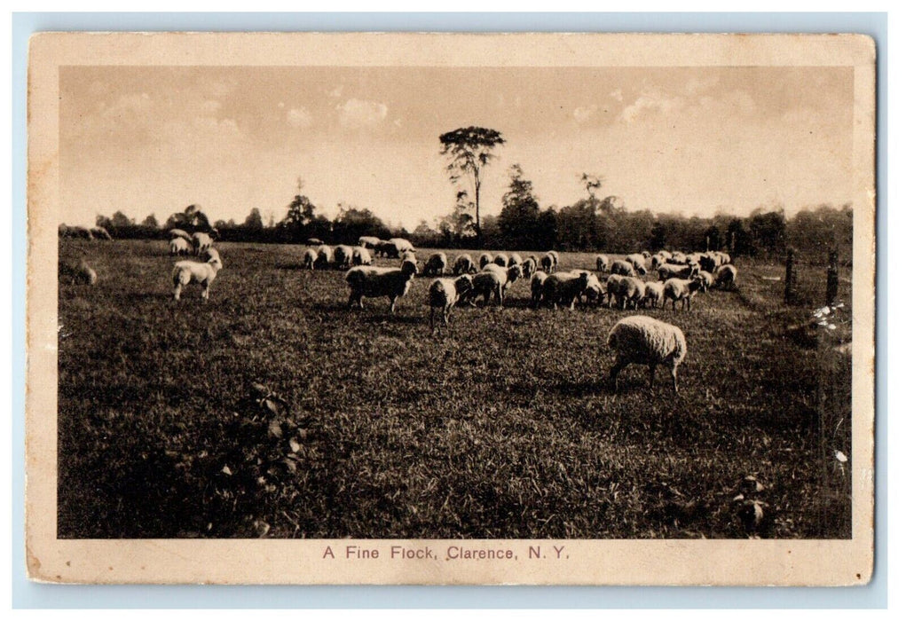 c1910's A Fine Flock Sheep Farm Clarence New York NY Posted Antique Postcard