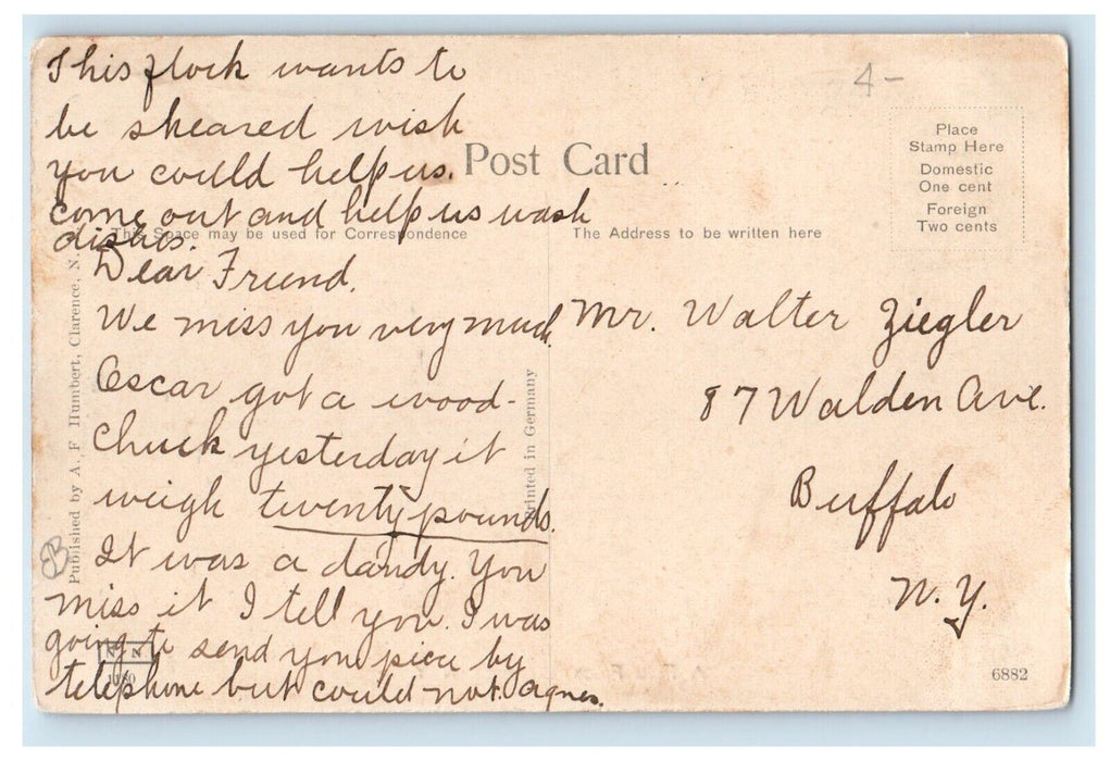 c1910's A Fine Flock Sheep Farm Clarence New York NY Posted Antique Postcard