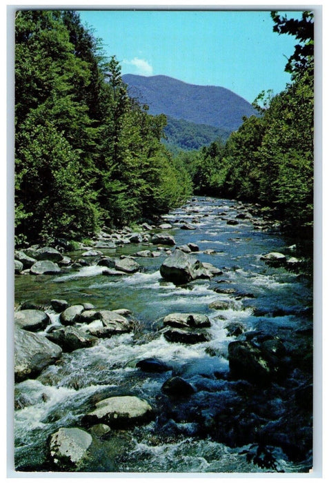 1960 Little Pigeon River Great Smokey Mountains National Park Tennessee Postcard
