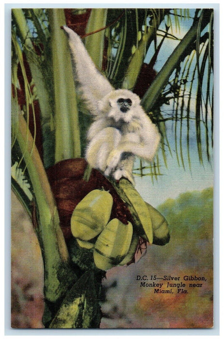 c1940's Silver Gibbon Monkey Jungle Near Miami Florida FL, Animals Postcard