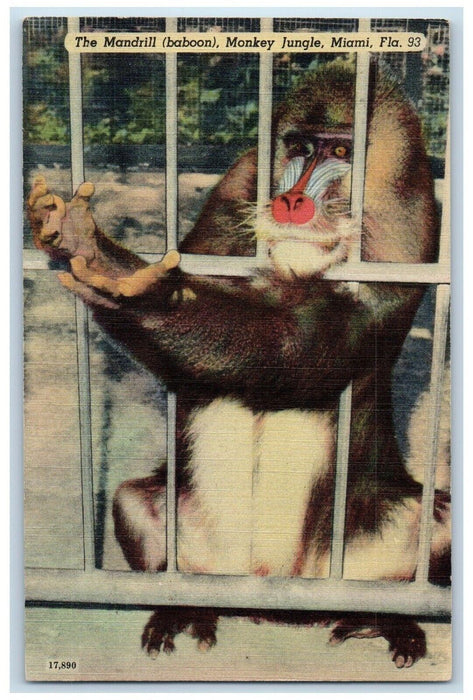 c1940's The Mandrill Baboon Monkey Jungle Miami Florida FL, Animals Postcard