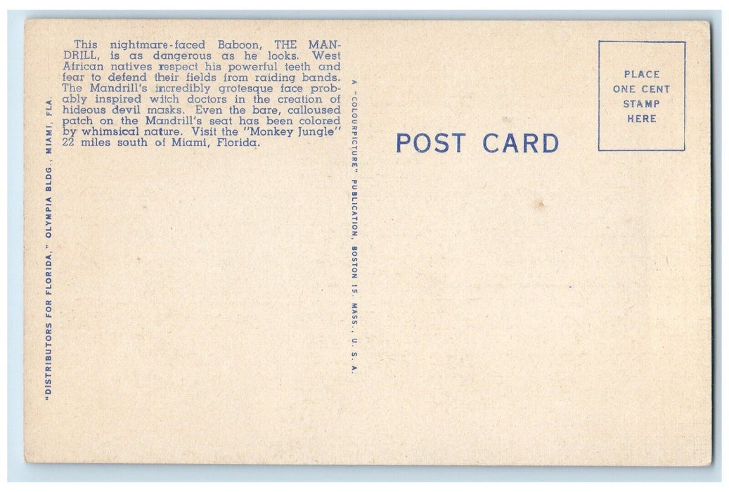 c1940's The Mandrill Baboon Monkey Jungle Miami Florida FL, Animals Postcard