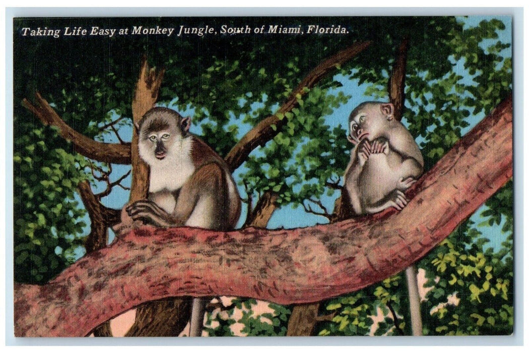 Taking Life Easy At Monkey Jungle South Miami Florida FL, Animals Postcard