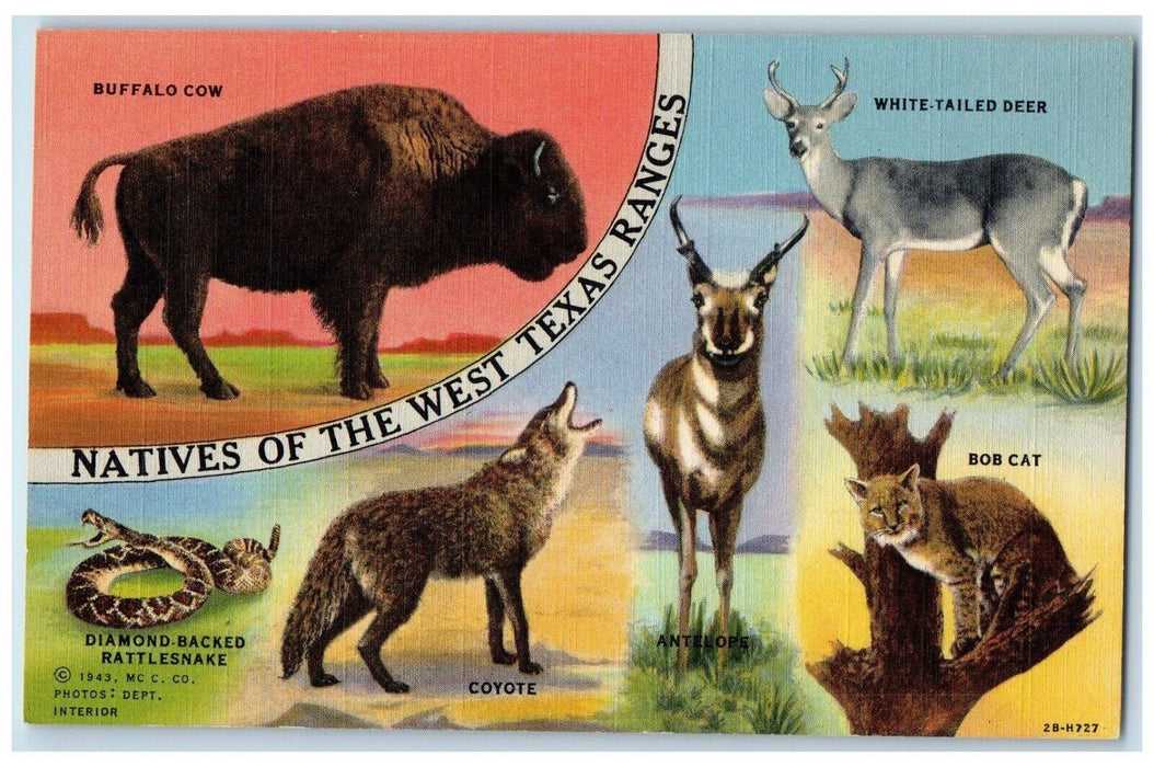 Native Of The West Texas Ranges Wildlife TX, Animals Unposted Vintage Postcard