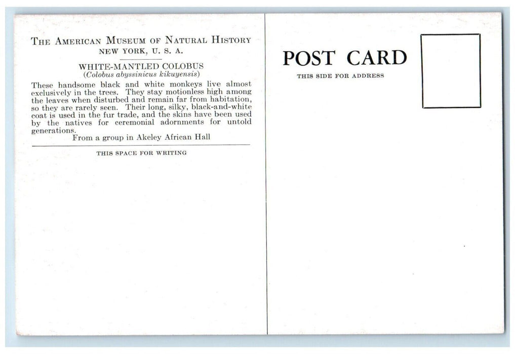 The American Museum Natural History White Mountain Colobus New York NY Postcard