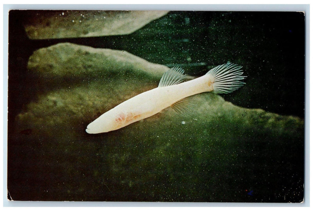 1969 Eyeless Fish In Echo River Mammoth Cave National Park KY Postcard