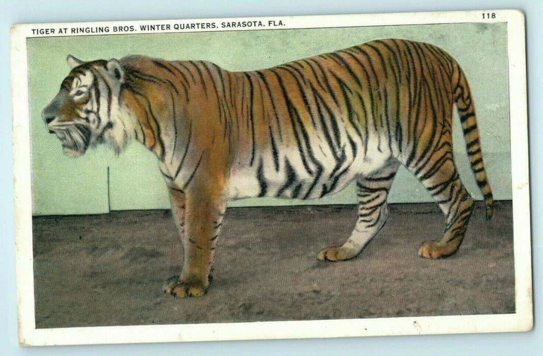 c1920's Tiger Ringling Bros. Winter Quarters Sarasota Florida FL Postcard