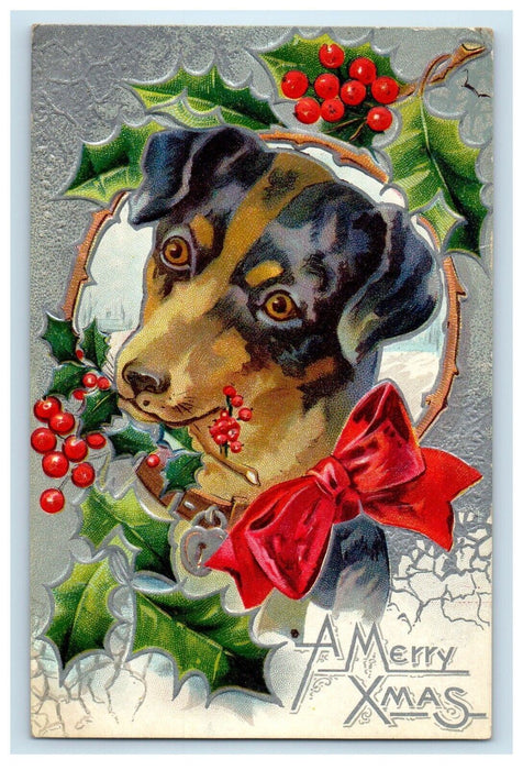 1909 Merry Xmas Dog Labrador Head Bite Holly Berries Ribbon Embossed Postcard