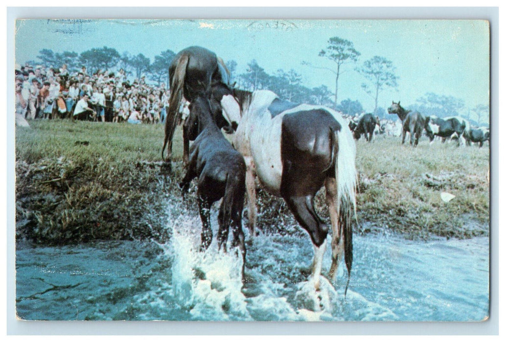 1969 Three Ponies Swim, Chincoteague Virginia VA Posted Vintage Postcard