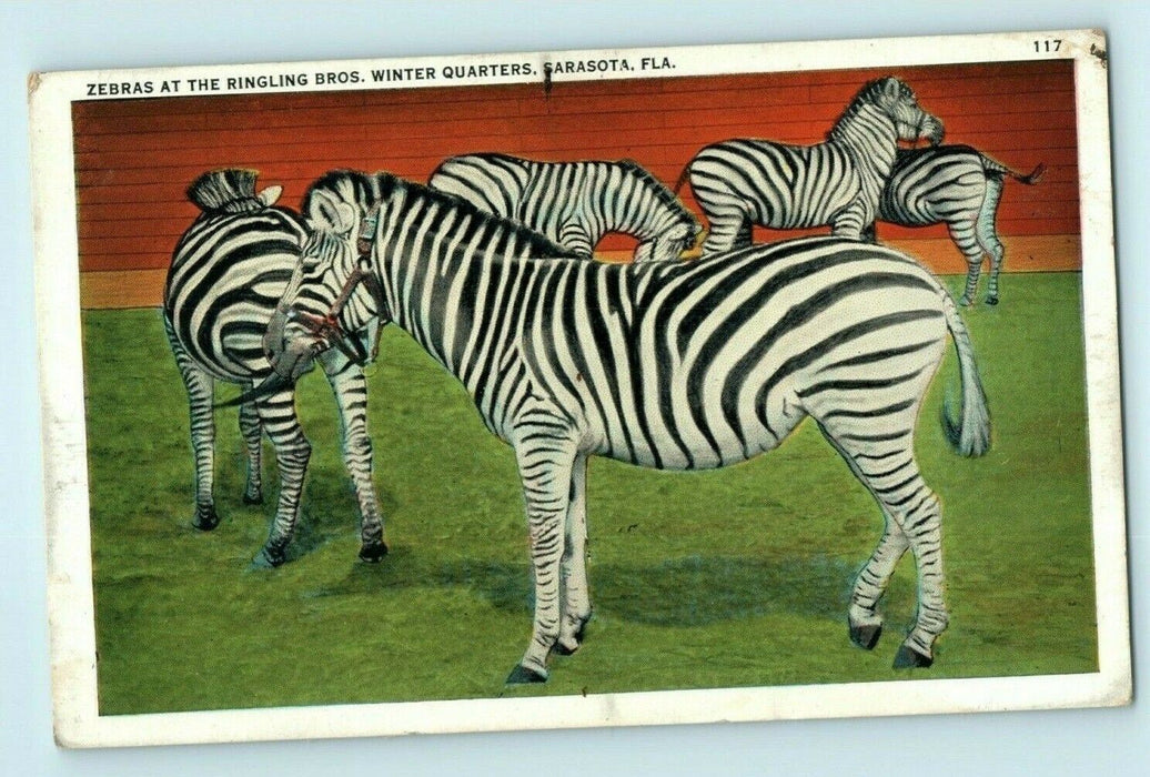c1920's Zebras Ringling Bros. Winter Quarters Sarasota Florida FL Postcard