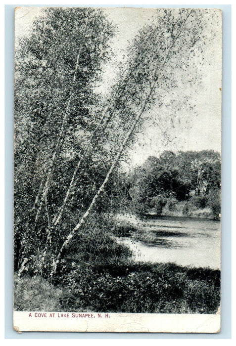1909 Tall Trees and a Cove at Lake Sunapee Lake New Hampshire NH Postcard