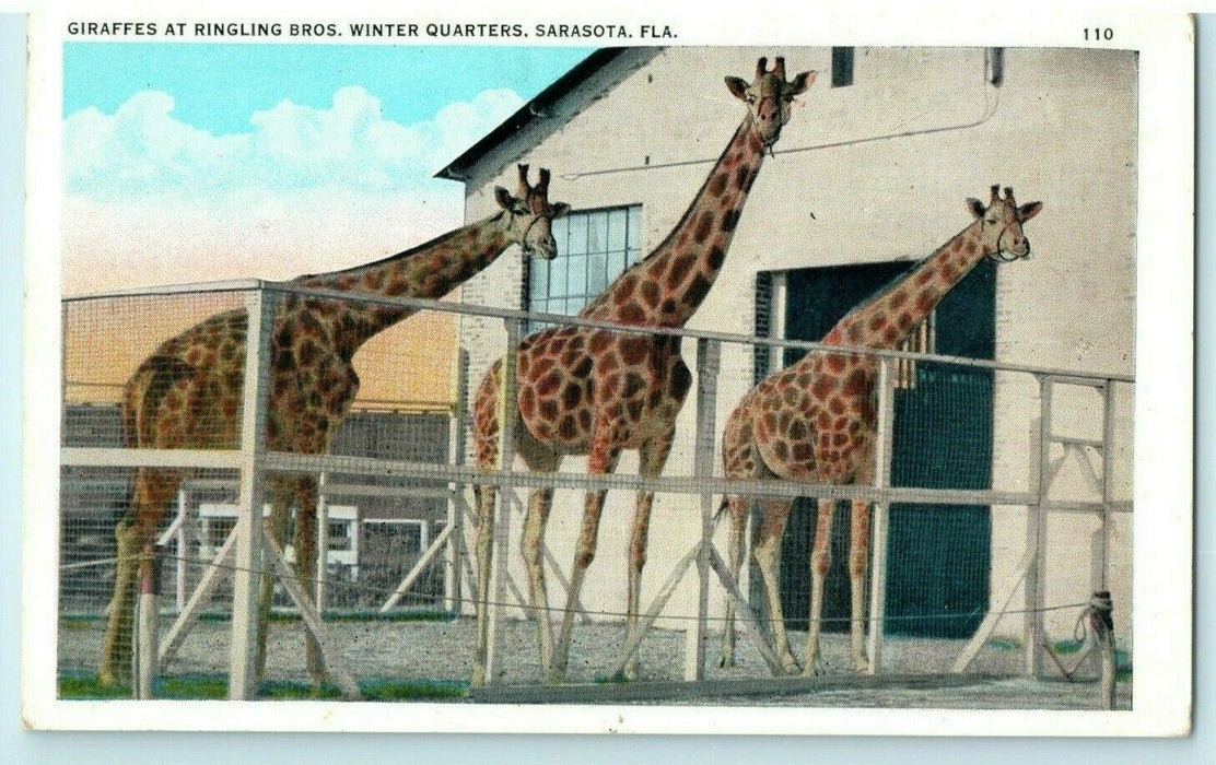 c1920's Giraffes Ringling Bros. Winter Quarters Sarasota Florida FL Postcard