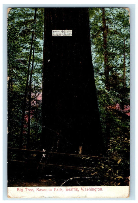 1910 Big Tree Ravenna Park Seattle Washington WA Posted Antique Postcard