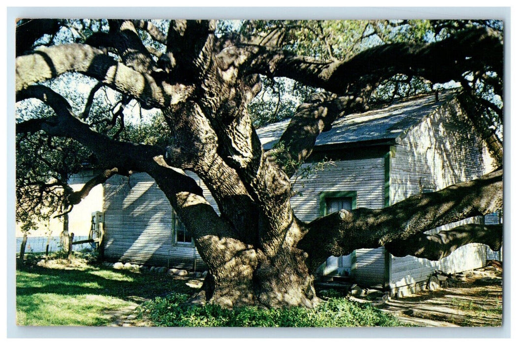 View Of Old Oak Tree Older Than Methuselah Rio Frio Texas TX Antique Postcard