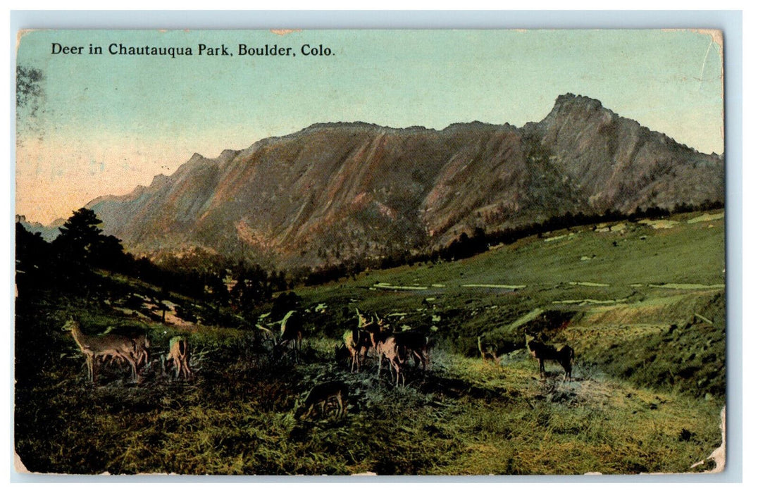 1913 Deer in Chautauqua Park, Boulder, Colorado CO Antique Posted Postcard
