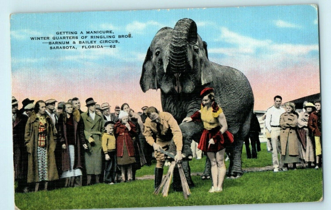c1940 Ringling Bros. Barnum Bailey Circus Sarasota Florida FL Elephant Postcard