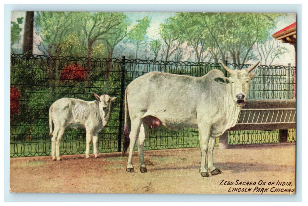 c1910 Zebu Sacred Ox of India Lincoln Park Chicago Illinois IL Zoo Postcard