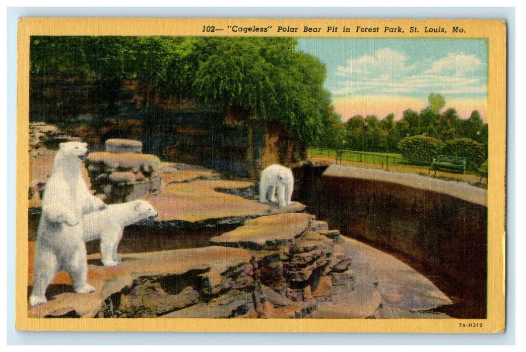 c1950's Cageless Polar Bear Pit In Forest Park St. Louis Missouri MO Postcard