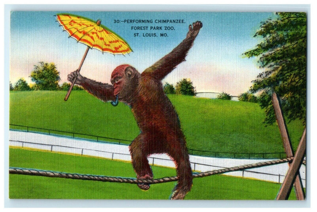 c1940's Performing Chimpanzee Monkey Forest Park St. Louis Missouri MO Postcard