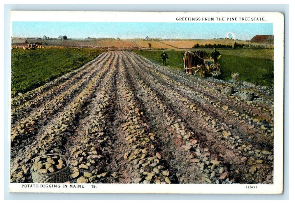 1920 Potato Digging, Greetings from The Pine Tree State Maine ME Postcard