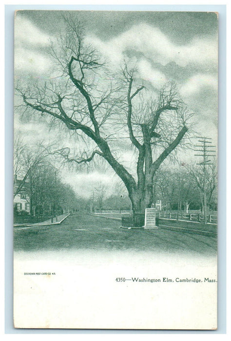 c1905 Washington Elm, Cambridge Massachusetts MA Unposted Antique Postcard