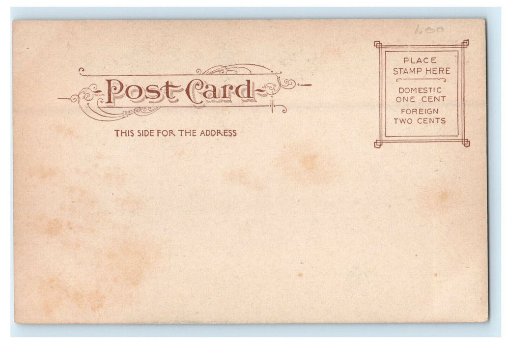 c1905 Washington Elm, Cambridge Massachusetts MA Unposted Antique Postcard