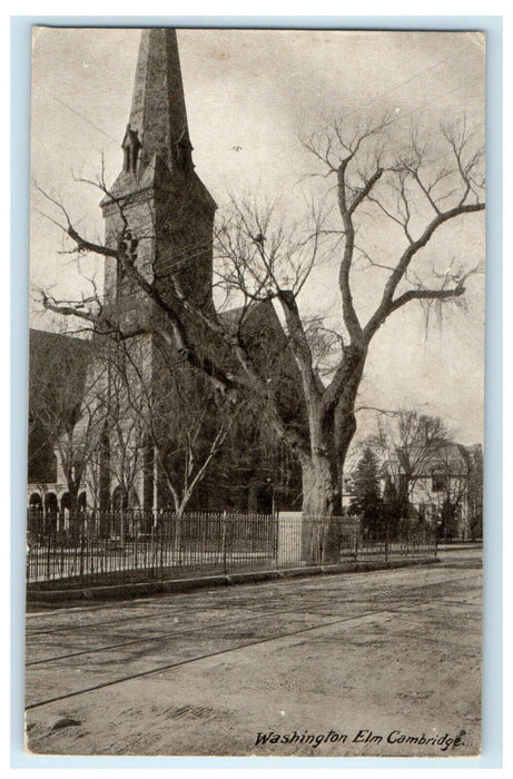 c1905 Scene of Washington Elm, Cambridge Massachusetts MA Unposted Postcard