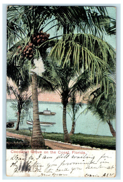 1908 Cocoanut Grove on the Coast Florida FL Posted Antique Postcard