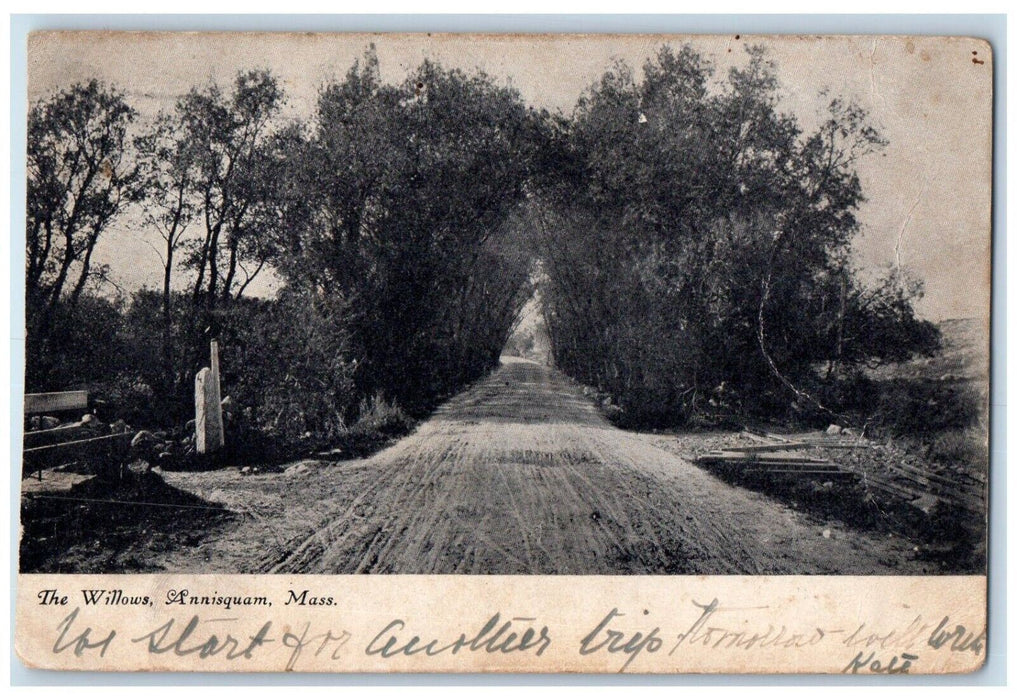 1906 Willows Street Road Annisquam Trees Massachusetts Vintage Antique Postcard