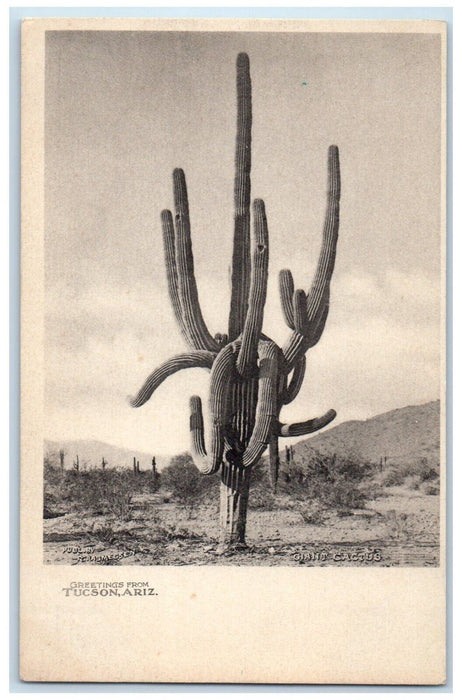 c1905 Greetings From Tucson Cactus Desert Mountain Arizona AZ Vintage Postcard