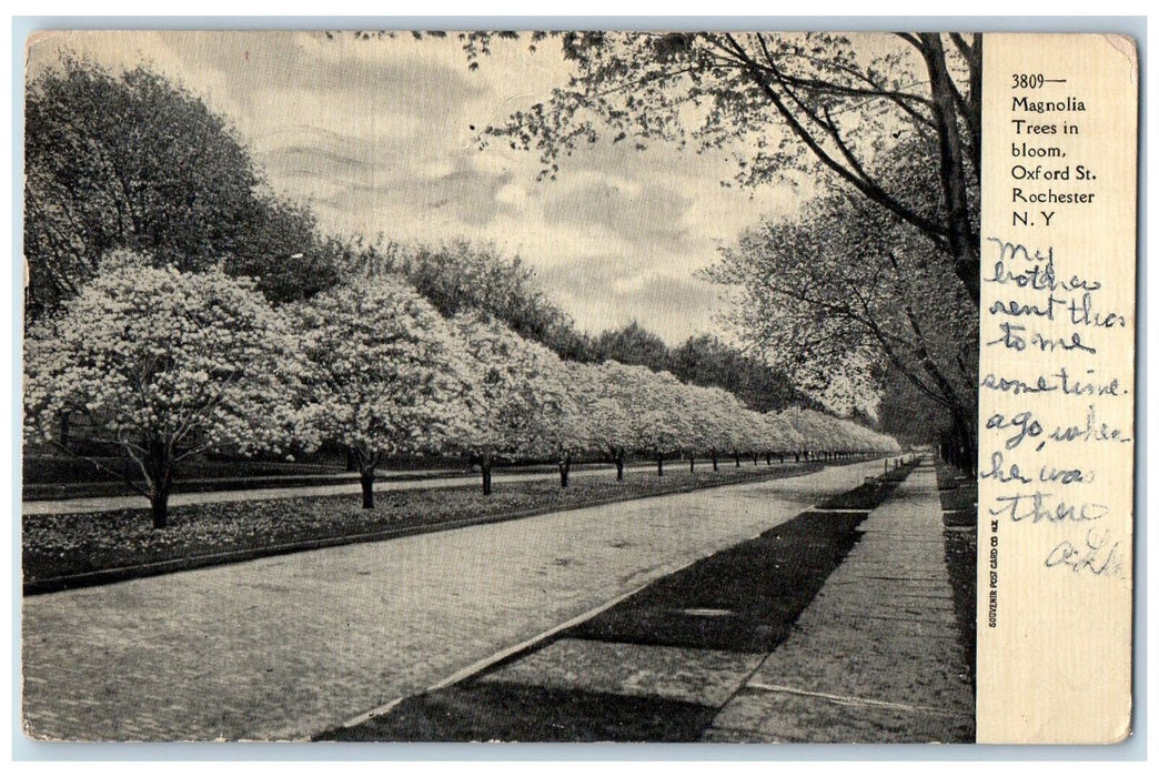 1909 Magnolia Tree-lined Oxford St. Rochester New York NY Antique Postcard