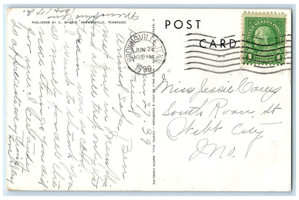 1939 Cotton Growing Near Brownsville Tennessee TN Vintage Posted Postcard