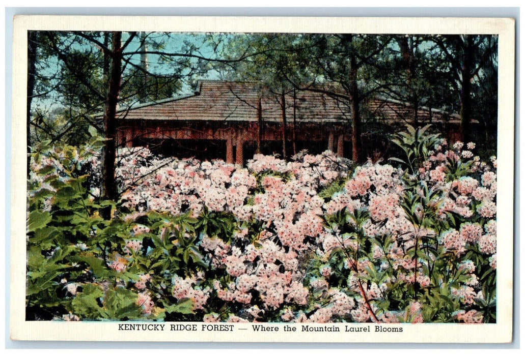 Kentucky Ridge Forest Where The Mountain Laurel Blooms Flowers KY Postcard