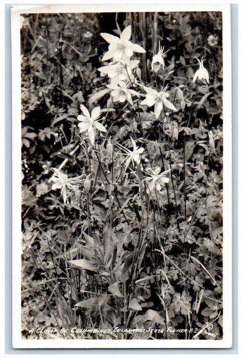 c1940's Clump Of Columbines Colorado's State Flower RPPC Photo Postcard
