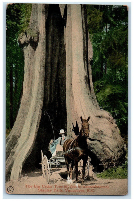 1912 The Big Cedar Tree Stanley Park Vancouver Canada Horse Carriage Postcard