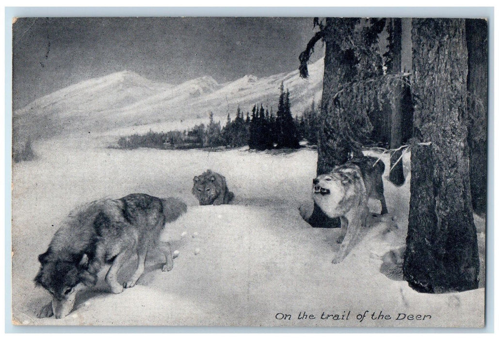 c1950's On The Trail Of The Deer Colorado Wolves American Museum NY Postcard
