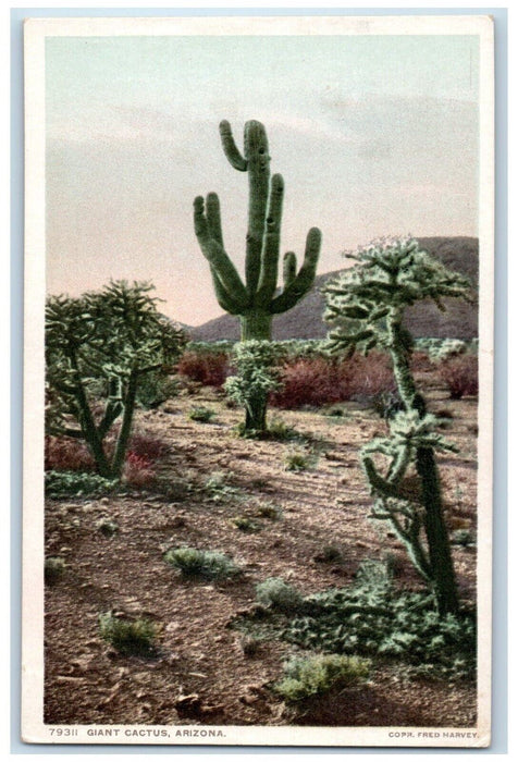 c1910 Deserts Arizona Saguaro Cactus Towering Height Giant Fred Harvey Postcard