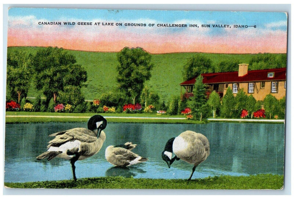 c1940 Canadian Wild Geese Lake Grounds Challenger Inn Sun Valley Idaho Postcard
