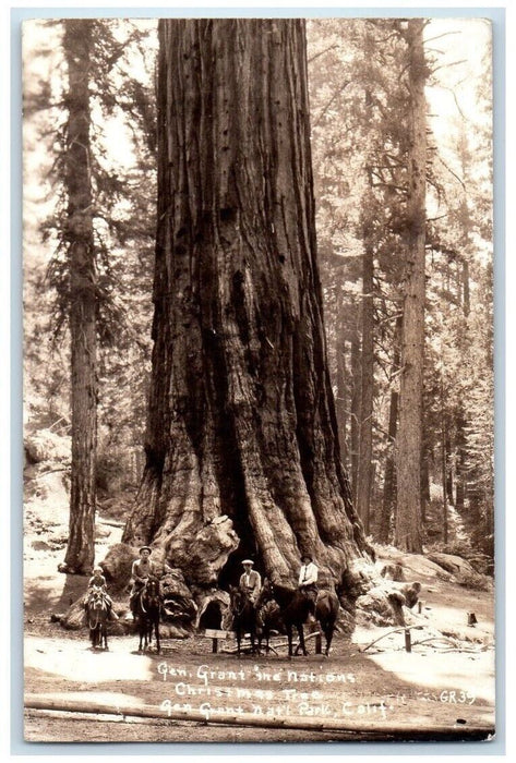 1940 Grant Nations Christmas Tree Giant National Park CA RPPC Photo Postcard