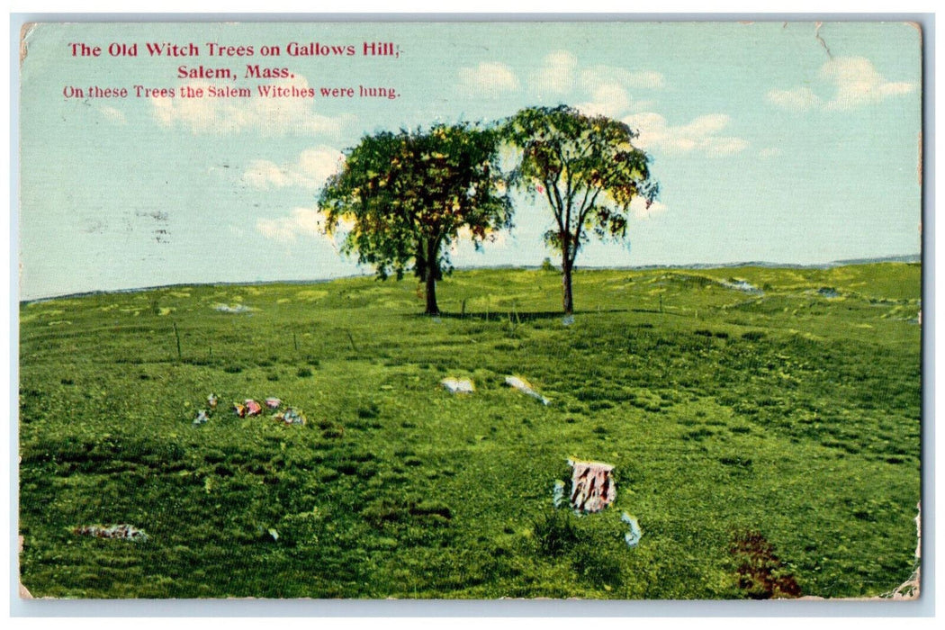 1911 The Old Witch Trees on Gallows Hill Salem Massachusetts MA Postcard