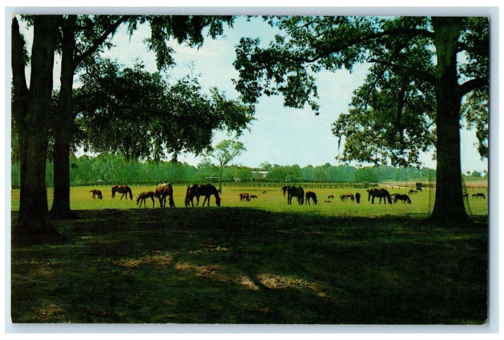 1960 Rosemere Farm Thoroughbred Horses Hereford Cattle Ocala Florida FL Postcard