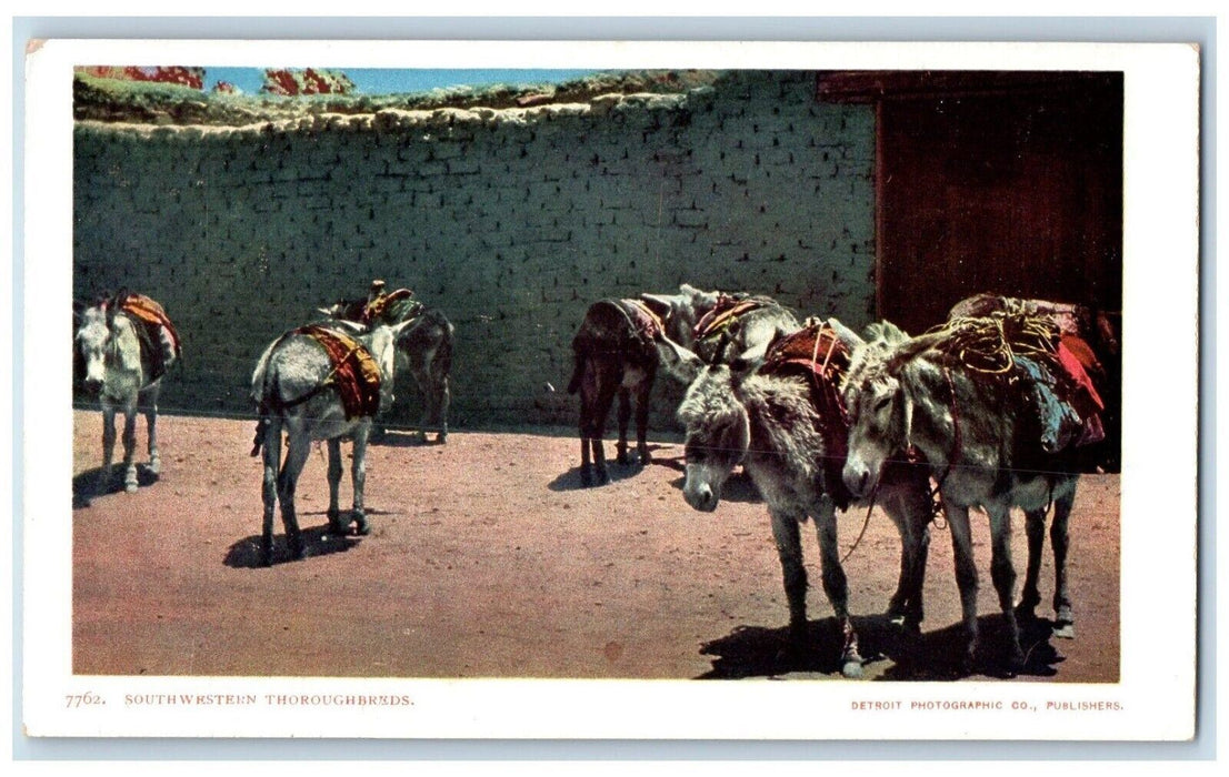 c1905 South Western Thoroughbreds Donkeys Detroit Publishers Antique Postcard