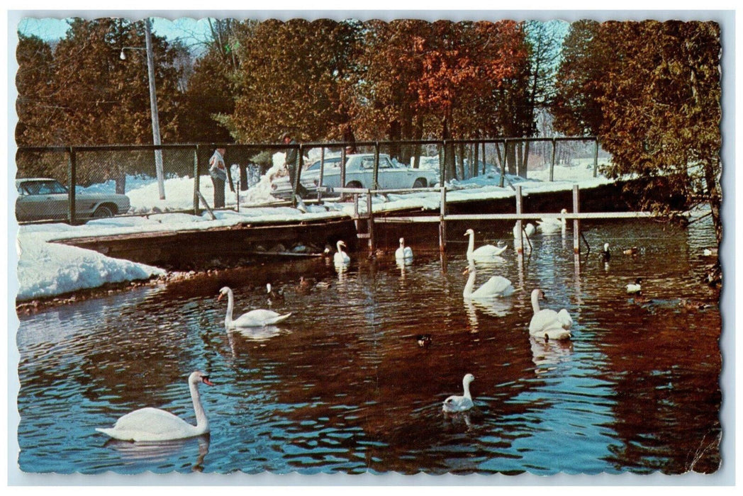 1980 Swans in Pool Harrison Park Owen Sound Ontario Canada Posted Postcard