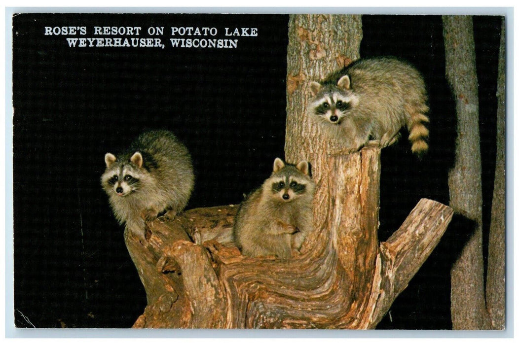 1984 Three Raccoons Rose Resort Potato Lake Weyerhauser Wisconsin WI Postcard