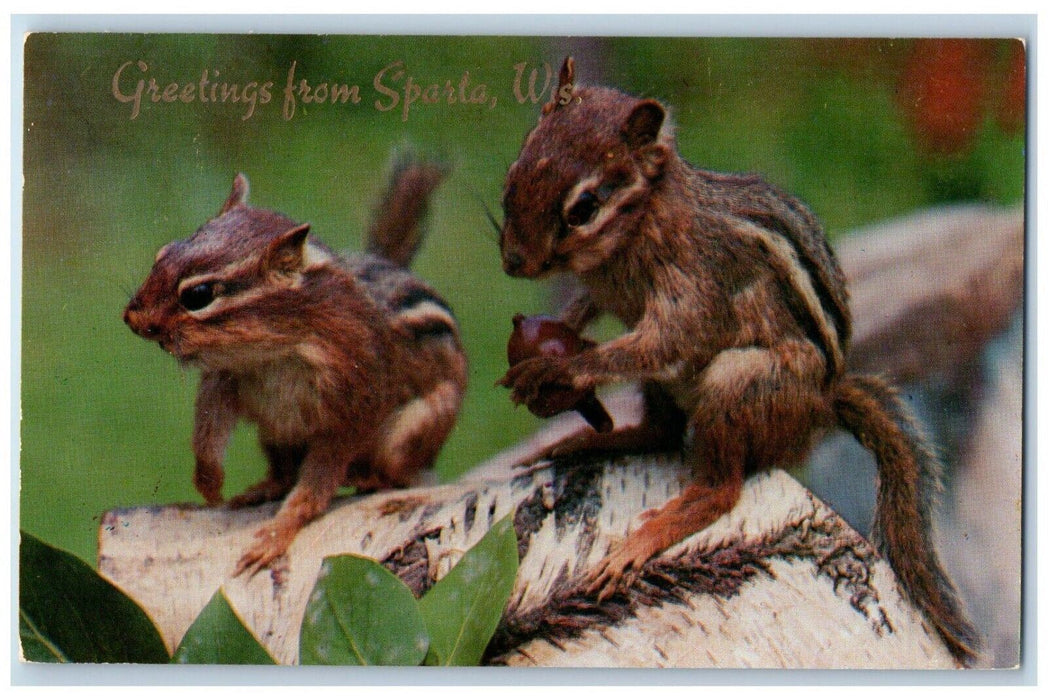 c1960 Greetings From Sparta Wisconsin Banner Squirrels Pair Chipmunks Postcard