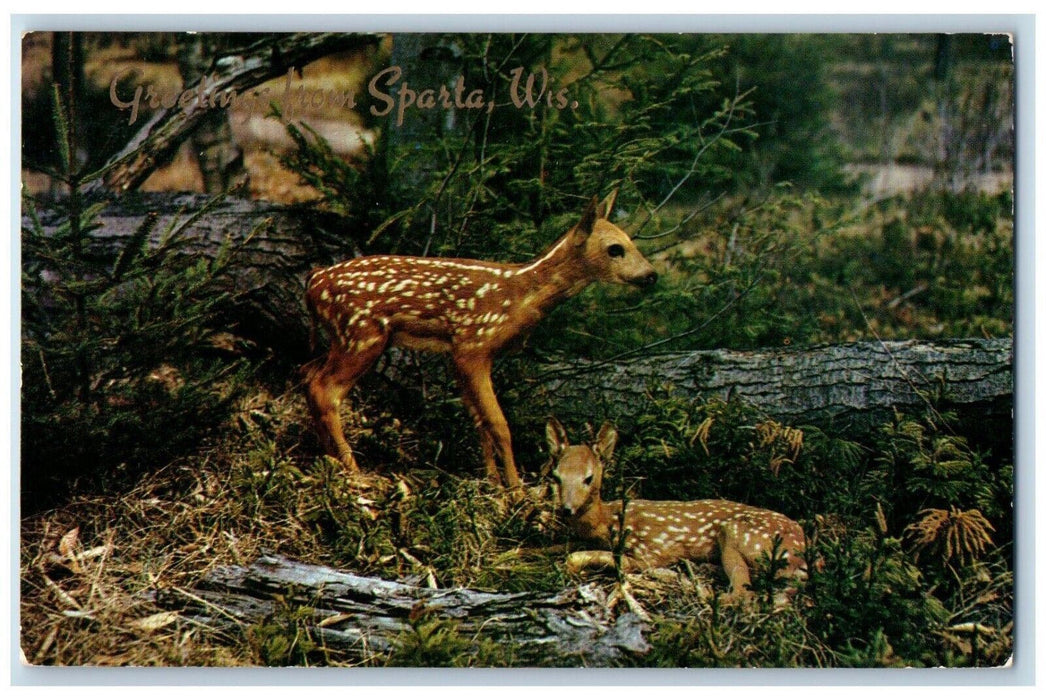 c1960 Greetings From Sparta Wisconsin New Arrivals Baby Fawns Vintage Postcard