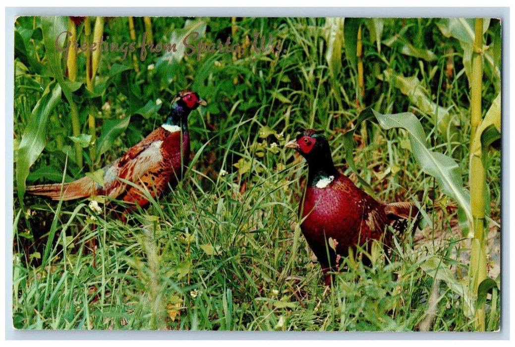 c1960 Greetings From Sparta Wisconsin Banner Ring Necked Pheasants WI Postcard